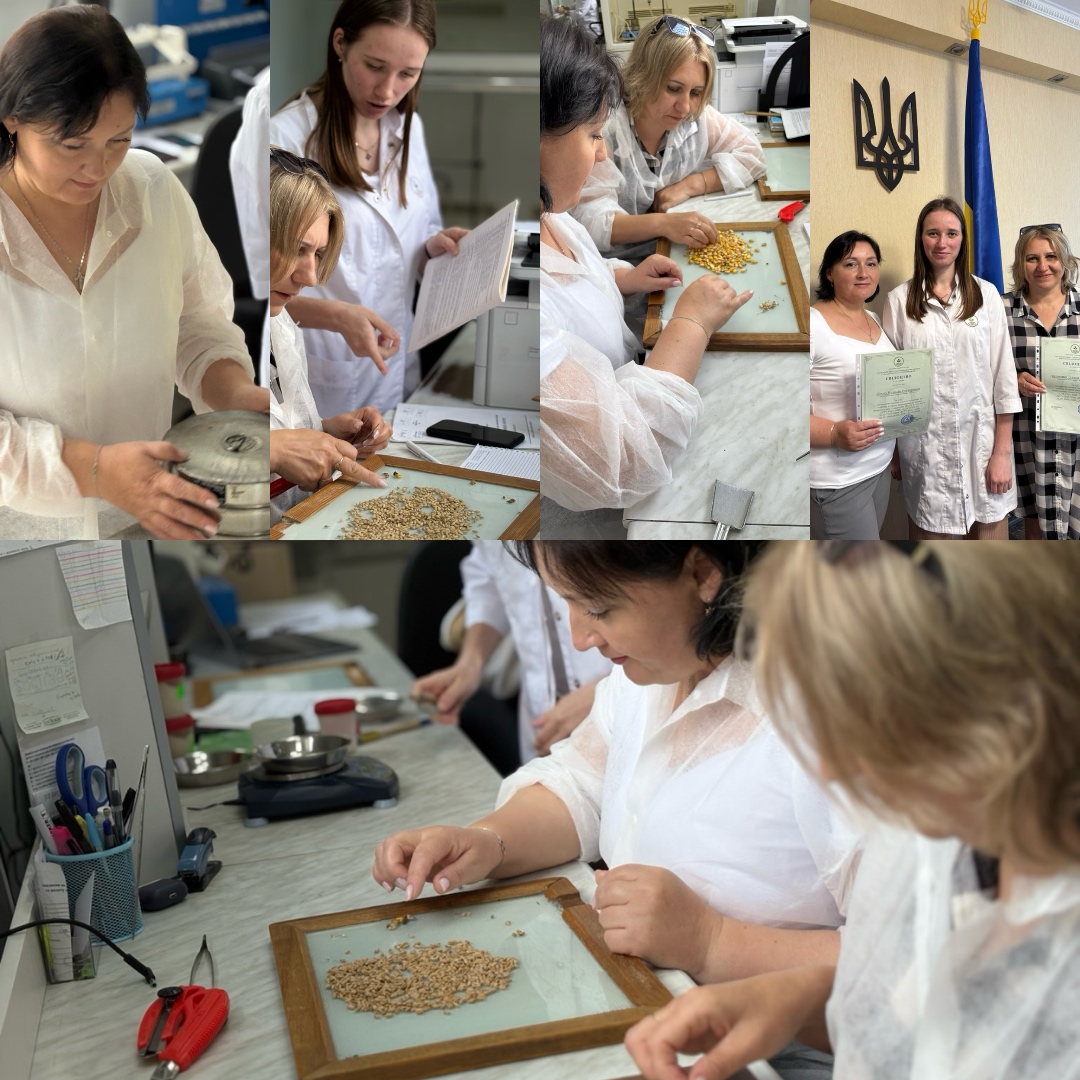 Практика оцінки якості зернових за національними стандартами